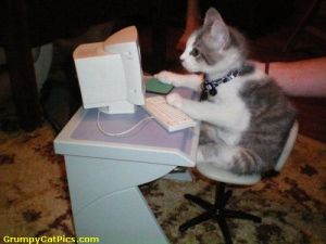 Cat on Compuer